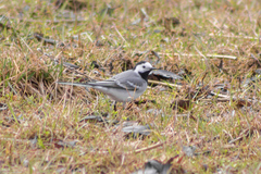 Motacilla alba