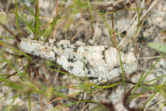 Cibolacris parviceps