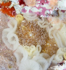 Phestilla lugubris