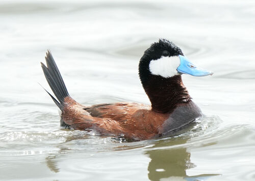 Malvasía canela (Oxyura jamaicensis)