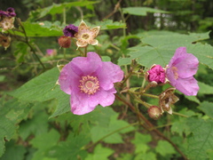 Rubus odoratus