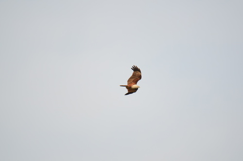 Brahminy Kite