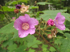 Rubus odoratus