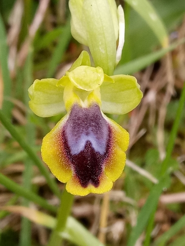 Yellow Bee-orchid