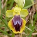 Ophrys lutea murbeckii - Photo 由 Karim Haddad 所上傳的 (c) Karim Haddad，保留部份權利CC BY