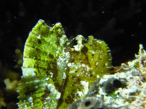 Leaf scorpionfish