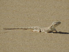 Phrynocephalus arabicus