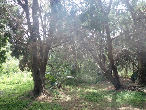 Juniperus bermudiana, photograph 3
