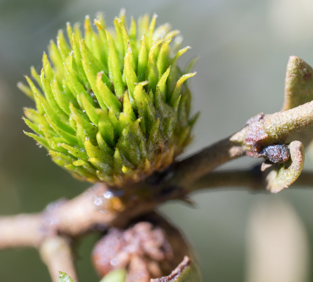 Creosote Leafy Bud Gall Midge