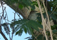 Cnemotriccus fuscatus