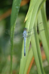 Erythemis simplicicollis