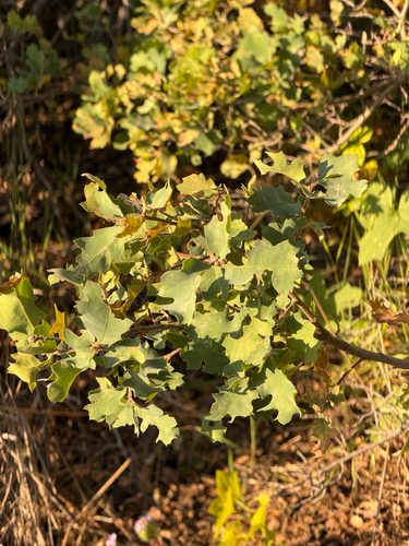 Quercus eplingii
