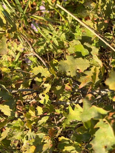 Quercus × eplingii, photograph 5