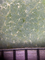 Quercus × eplingii, photograph (c) klicklo, some rights reserved (CC BY)