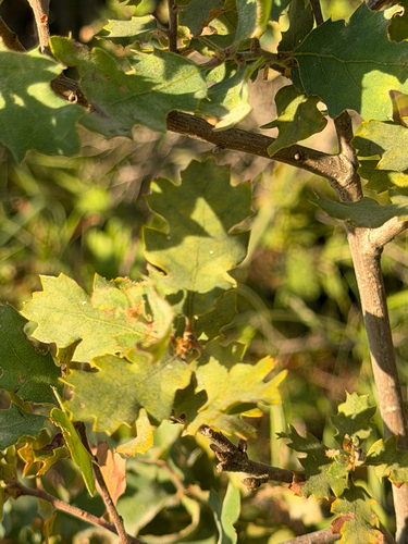 Quercus × eplingii, photograph 2
