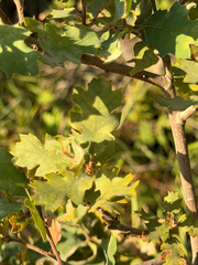 Quercus × eplingii, photograph (c) klicklo, some rights reserved (CC BY)