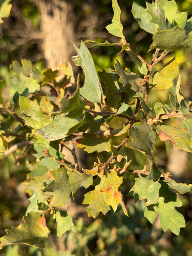Quercus × eplingii, photograph 4