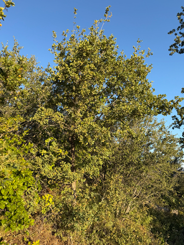 Quercus × eplingii, photograph 3