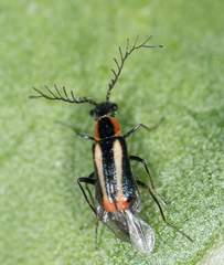 Malachius mixtus