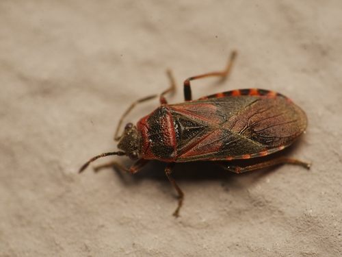 Elm Seed Bug photo 3
