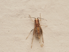 Eucallipterus tiliae