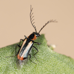Malachius mixtus