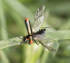 Malachius mixtus