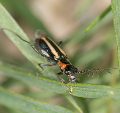Malachius mixtus