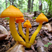 Orange Gilled Waxcap - Photo (c) Steve Begin, some rights reserved (CC BY-NC-SA)
