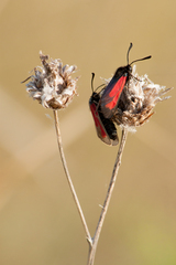 Zygaena purpuralis