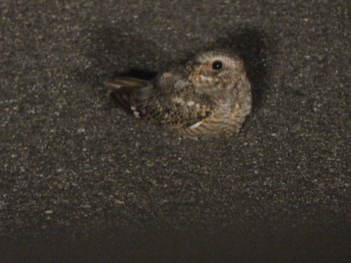iNaturalist observation photo of Common Poorwill