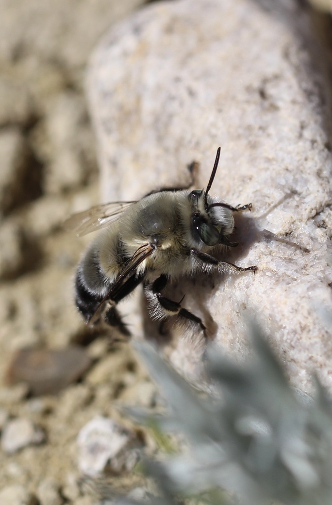 Porter's Digger Bee