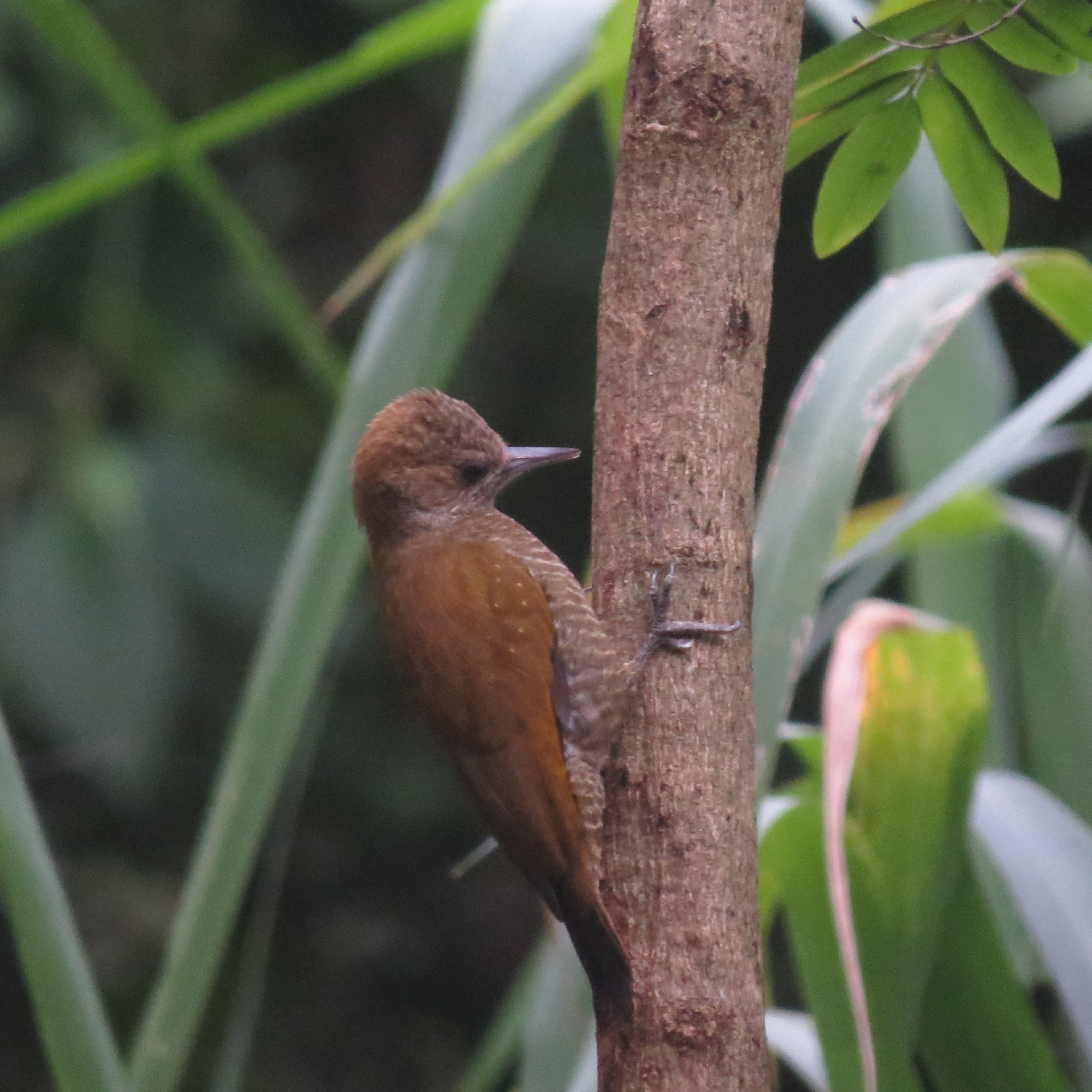 Little Woodpecker (Veniliornis passerinus), photo 6