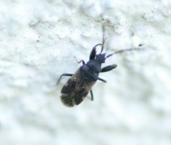 Taphropeltus contractus