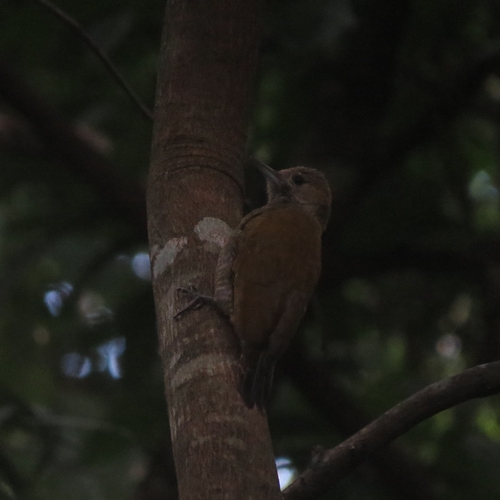 Little Woodpecker (Veniliornis passerinus), photo 5