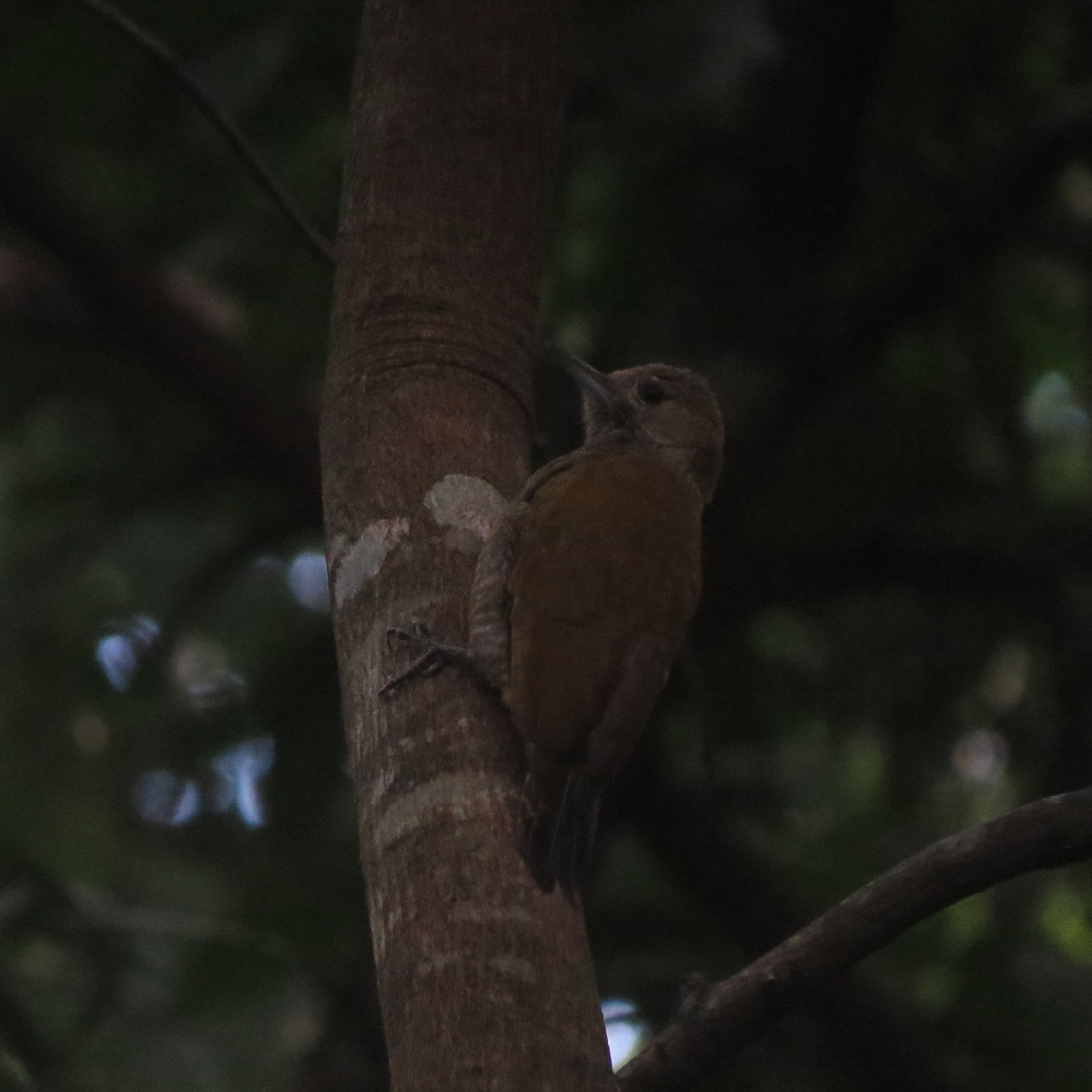 Little Woodpecker (Veniliornis passerinus), photo 7