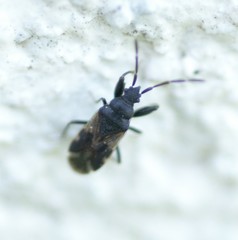 Taphropeltus contractus