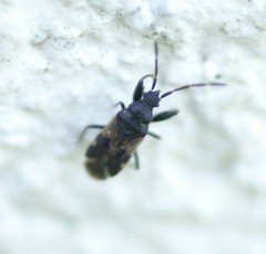 Taphropeltus contractus