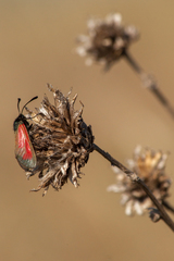 Zygaena purpuralis