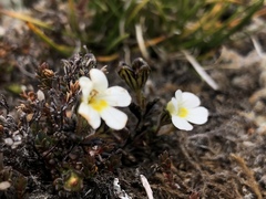 Euphrasia australis