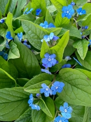 Omphalodes verna