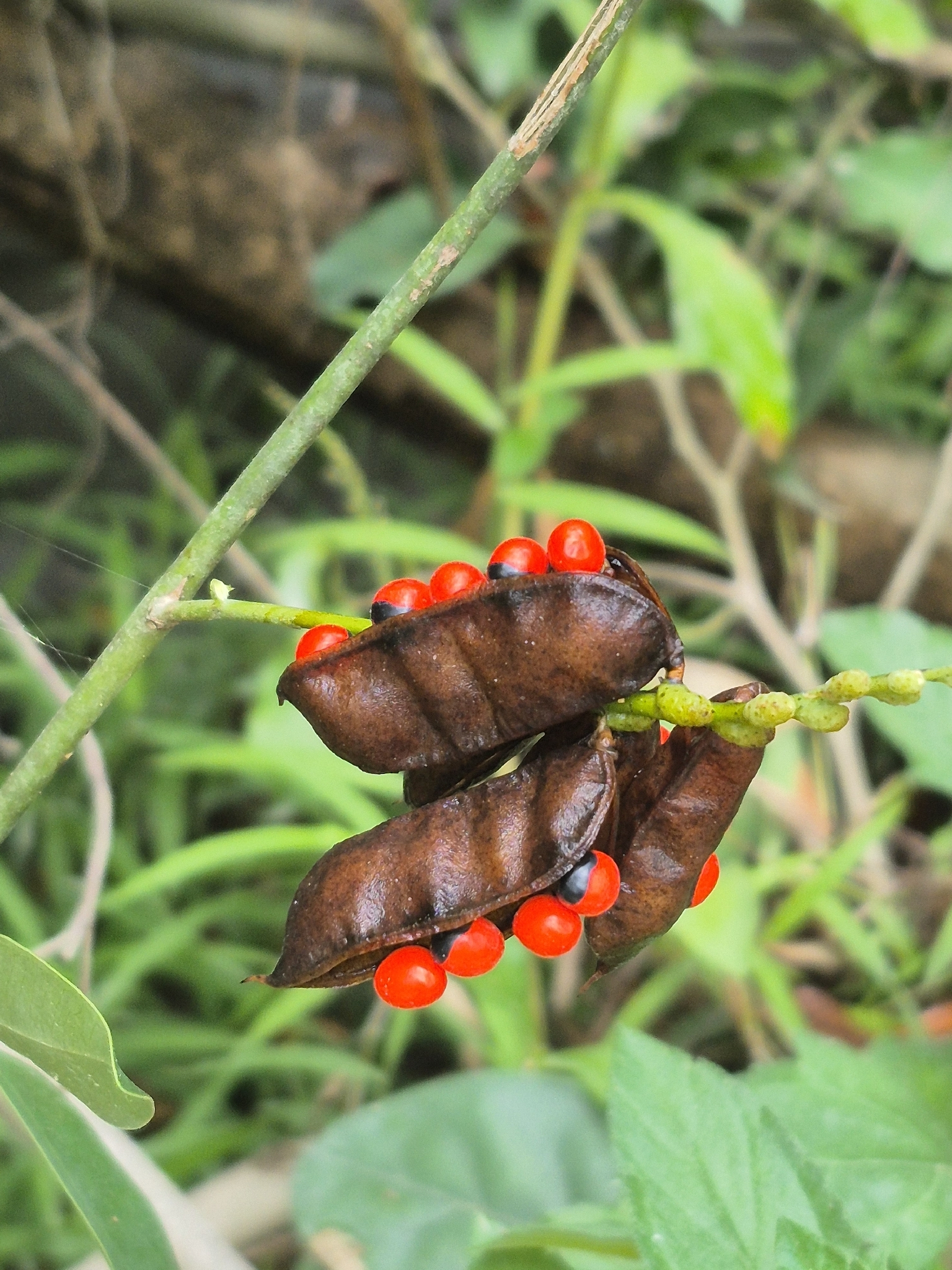 Abrus precatorius — ảnh 3