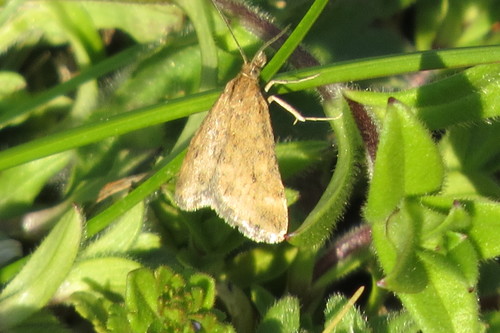 Straw-barred Pearl photo 3