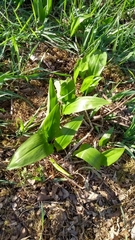 Allium ursinum
