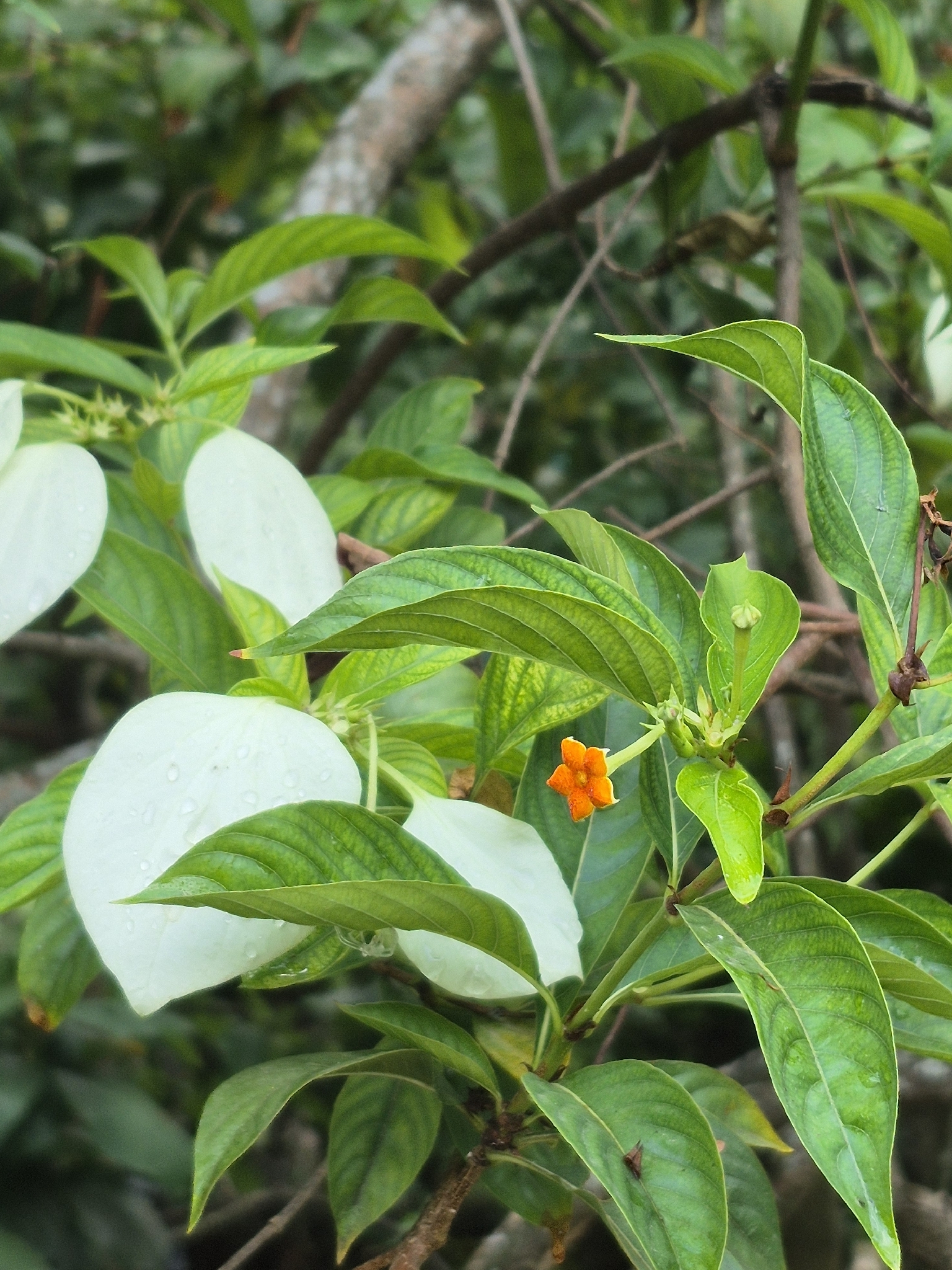 Mussaenda frondosa (Mussaenda frondosa)