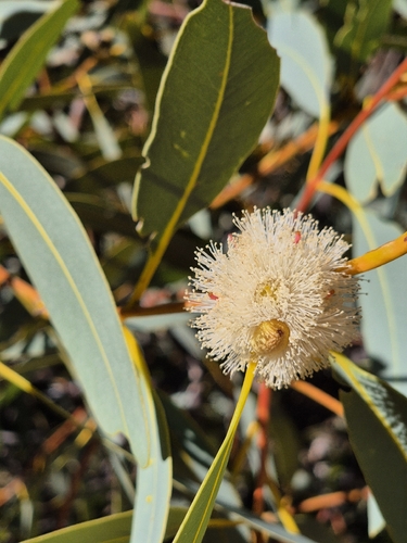 Eucalyptus gillenii, 2026-05-05