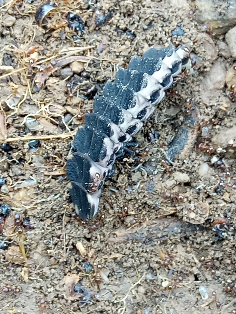 Pelania mauritanica