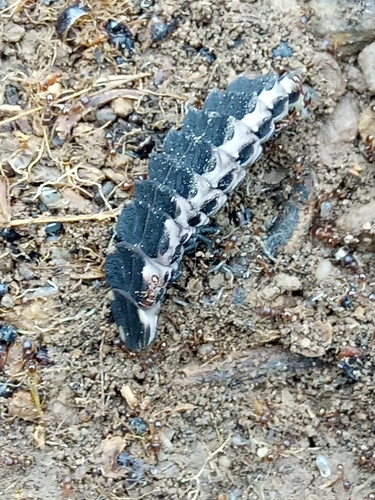 Pelania mauritanica