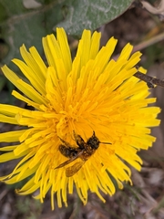 Andrena