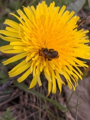 Andrena